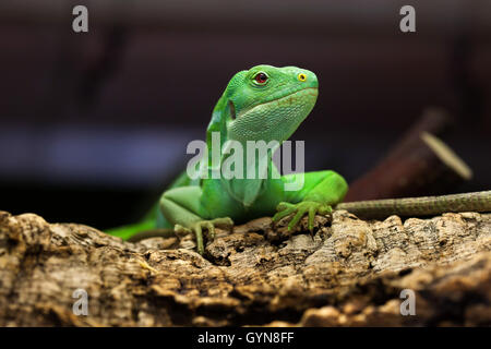 Fidschi gebänderten Leguan (Brachylophus Fasciatus). Tierwelt Tier. Stockfoto