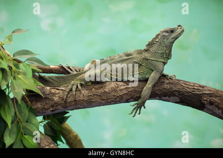 Webers Segelkärpflinge Eidechse (Hydrosaurus Weberi) im Zoo von Augsburg in Bayern, Deutschland. Stockfoto