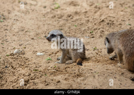 Erdmännchen (Suricata Suricatta), auch bekannt als die Suricate. Neugeborenen Erdmännchen. Tierwelt Tier. Stockfoto