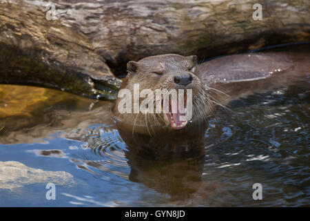 Eurasische Fischotter (Lutra Lutra Lutra), auch bekannt als der gemeinsame Otter. Tierwelt Tier. Stockfoto