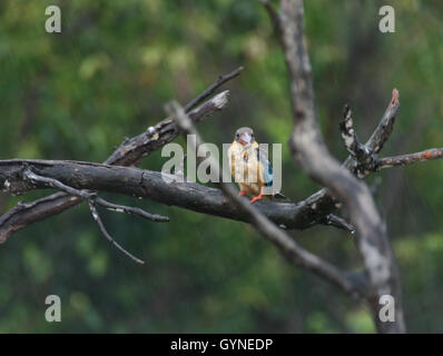 BINTAN, Indonesien - 19 SEPTEMBER: Der Storch-billed Eisvogel (Pelargopsis Capensis) gesehen am Baum am 19. September 2016 in Bintan Island, Indonesien. Es ist ein sehr großer Eisvogel, 35 bis 38 cm (14 bis 15 Zoll) in der Länge messen. Der Erwachsene hat einen grünen Rücken, blaue Flügel und Schweif und grauen Kopf. Seine Unterseite und der Hals sind Buff. Die sehr große Schnabel und die Beine sind leuchtend rot. Foto von Seperi/Alamy Yuli Stockfoto