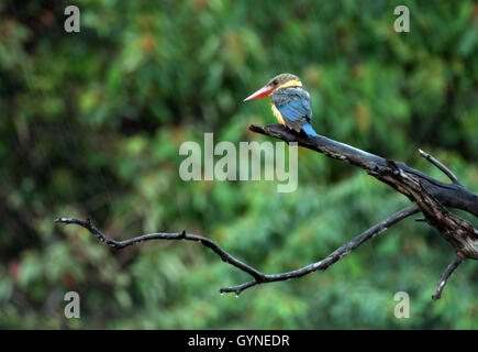 BINTAN, Indonesien - 19 SEPTEMBER: Der Storch-billed Eisvogel (Pelargopsis Capensis) gesehen am Baum am 19. September 2016 in Bintan Island, Indonesien. Es ist ein sehr großer Eisvogel, 35 bis 38 cm (14 bis 15 Zoll) in der Länge messen. Der Erwachsene hat einen grünen Rücken, blaue Flügel und Schweif und grauen Kopf. Seine Unterseite und der Hals sind Buff. Die sehr große Schnabel und die Beine sind leuchtend rot. Foto von Seperi/Alamy Yuli Stockfoto