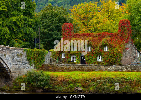 Herbst kommt an Tu Hwnt I'r Bont Teestube am Ufer des Flusses Conwy. Herbst beginnt die Rötung des Efeu, der ein kräftiges Rot in dieser Zeit des Jahres verwandelt. Stockfoto