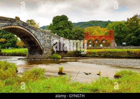 Herbst kommt an Tu Hwnt I'r Bont Teestube in Romanum an den Ufern des Flusses Conwy. Herbst beginnt die Rötung des Efeu, der ein kräftiges Rot in dieser Zeit des Jahres verwandelt. Stockfoto