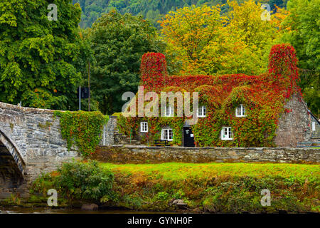 Herbst kommt an Tu Hwnt I'r Bont Teestube in Romanum an den Ufern des Flusses Conwy. Herbst beginnt die Rötung des Efeu, der ein kräftiges Rot in dieser Zeit des Jahres verwandelt. Stockfoto