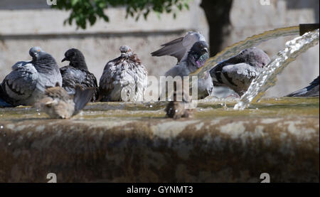 Berlin, Deutschland. 19. Sep, 2016. Tauben und Spatzen am Brunnen vor dem Rathaus Neukoelln in der Sonne in Berlin, Deutschland, 19. September 2016. Foto: PAUL ZINKEN/Dpa/Alamy Live News Stockfoto