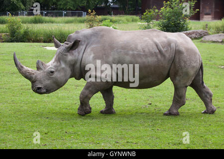 Südliche Breitmaulnashorn (Ceratotherium Simum Simum) im Zoo von Augsburg in Bayern, Deutschland. Stockfoto