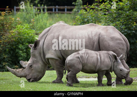 Südliche Breitmaulnashorn (Ceratotherium Simum Simum). Weibliche Rhino mit ihren Neugeborenen im Augsburger Zoo in Bayern, Deutschland. Stockfoto