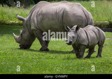 Südliche Breitmaulnashorn (Ceratotherium Simum Simum). Weibliche Rhino mit ihren Neugeborenen im Augsburger Zoo in Bayern, Deutschland. Stockfoto