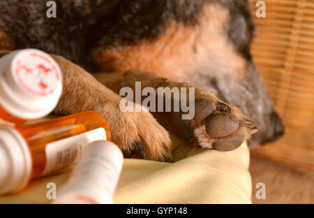 Ein 9-Year-Old-weiblich, kastriert, taub, Australian Cattle Dog erholt sich von Valley-Fieber, Kokzidioidomykose. Stockfoto