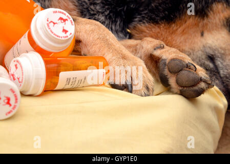 Ein 9-Year-Old-weiblich, kastriert, taub, Australian Cattle Dog erholt sich von Valley-Fieber, Kokzidioidomykose. Stockfoto