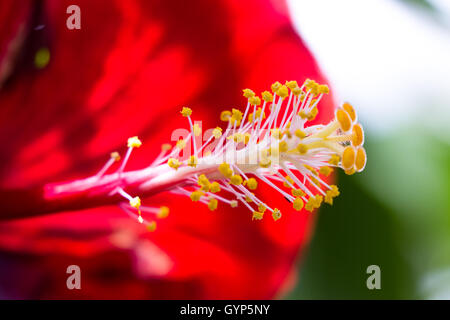 Nahaufnahme der Pollen Schoten in eine rote Hibiskusblüten in Costa Rica Stockfoto