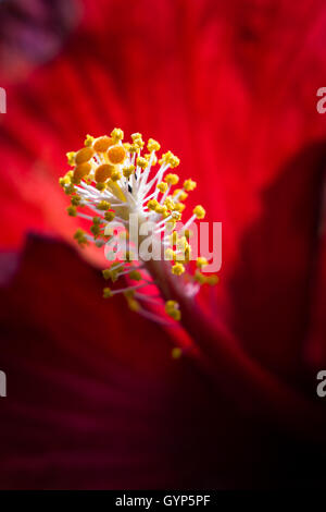 Nahaufnahme der Pollen Schoten in eine rote Hibiskusblüten in Costa Rica Stockfoto