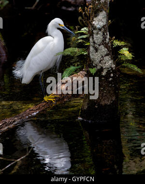 Ein Weißer Reiher gefangen im Licht, das durch die Baumkronen des Floridas Big Cypress Swamp steht elegant auf einem gefallenen Ast. Stockfoto