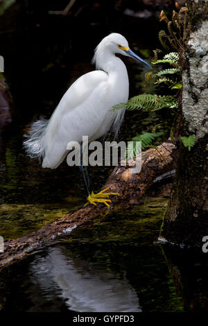 Ein Weißer Reiher gefangen im Licht, das durch die Baumkronen des Floridas Big Cypress Swamp steht elegant auf einem gefallenen Ast. Stockfoto