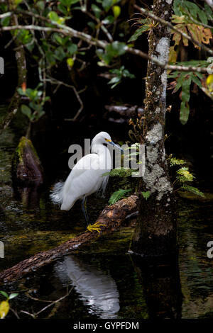 Ein Weißer Reiher gefangen im Licht, das durch die Baumkronen des Floridas Big Cypress Swamp steht elegant auf einem gefallenen Ast. Stockfoto