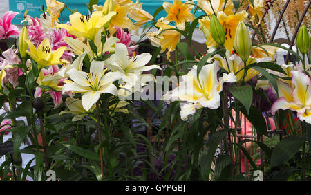 Lilien, die Blütenpracht auf der Royal Horticultural Flower Show an Tatton Park im Jahr 2016 in Knutsford Cheshire Teil vergossen. Stockfoto