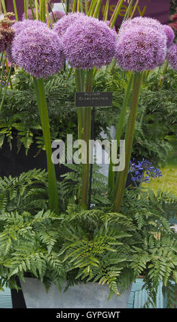 Allium Globemaster, Bestandteil der Blütenpracht bei der Royal Horticultural Flower Show an Tatton Park im Jahr 2016 in Cheshire. Stockfoto