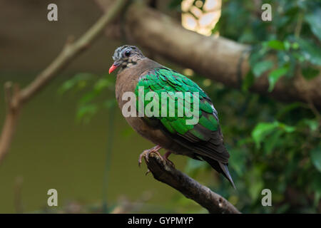 Gemeinsamen Smaragd Taube (Chalcophaps Indica). Tierwelt Tier. Stockfoto