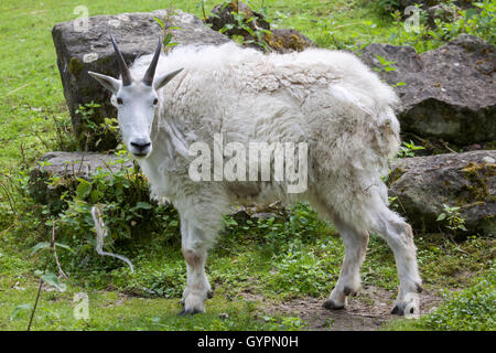 Bergziege (Oreamnos Americanus), auch bekannt als Rocky Mountain Goat. Tierwelt Tier. Stockfoto