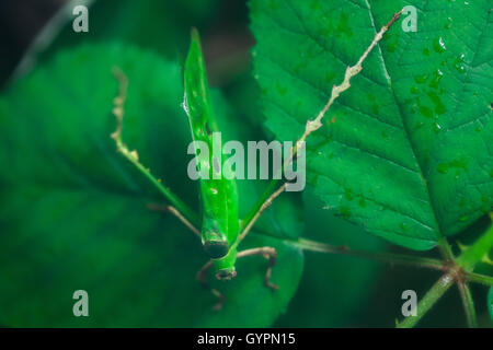 Malaysische Blatt Grasshopper (Ancylecha Fenestrata), auch bekannt als der malaysische Blatt Grashuepfer. Tierwelt Tier. Stockfoto