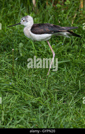 Stelzenläufer (Himantopus Himantopus), auch bekannt als der Trauerschnäpper Stelzenläufer. Tierwelt Tier. Stockfoto