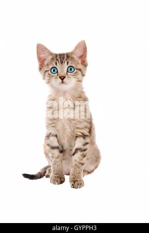 Süße blauäugige Tabby kitten Stockfoto