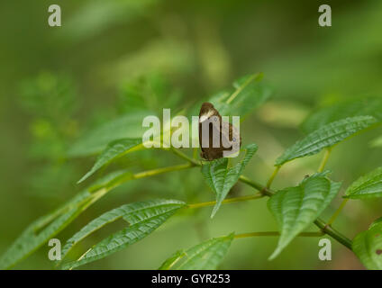 Kleiner Schmetterling auf grünen Blatt und Hintergrund Stockfoto