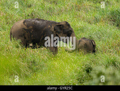 Asiatische Elefanten mit Cub zu Fuß auf dem grünen Rasen Stockfoto