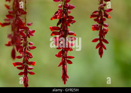 Thunbergia Mysorensis Pflanzen isoliert vom Hintergrund Stockfoto