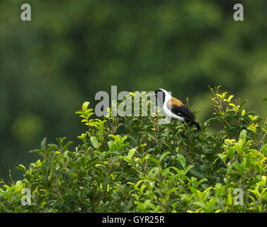 Kragen Treepie, schwarz-gegenübergestellten Treepie oder Black-browed Treepie (Dendrocitta Frontalis) ist eine asiatische treepie Stockfoto