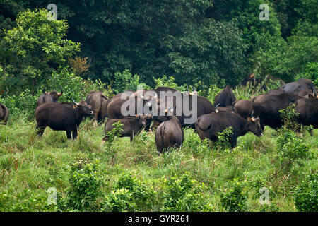 Der Gaur-Familie oder der indische Bison unterwegs Stockfoto