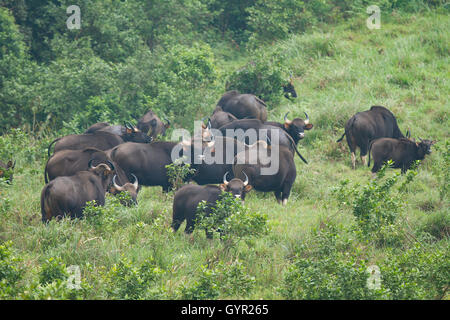 Der Gaur-Familie oder der indische Bison unterwegs Stockfoto