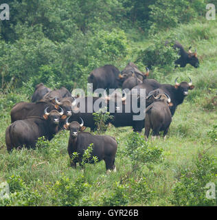 Der Gaur-Familie oder der indische Bison unterwegs Stockfoto