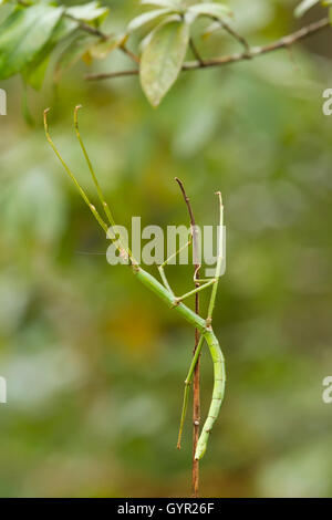 Spanisch-Spazierstock Insektenarten Leptynia Hispanica in high Definition mit extremer Fokus und DOF (Schärfentiefe) Stockfoto