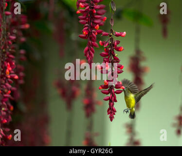 Fliegende Sunbird in Thunbergia Mysorensis Blume Stockfoto