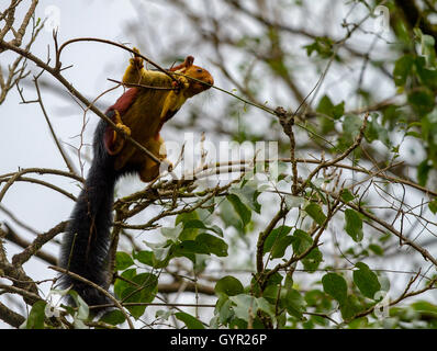 MALABAR RIESIGES EICHHÖRNCHEN Stockfoto