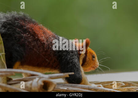 MALABAR RIESIGES EICHHÖRNCHEN Stockfoto