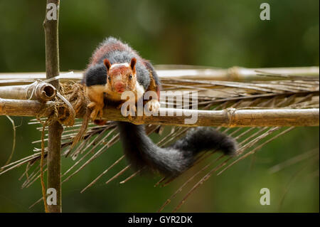 MALABAR RIESIGES EICHHÖRNCHEN Stockfoto