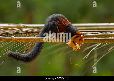 MALABAR RIESIGES EICHHÖRNCHEN Stockfoto