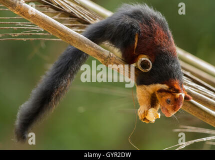 MALABAR RIESIGES EICHHÖRNCHEN Stockfoto