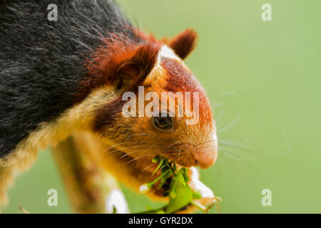 MALABAR RIESIGES EICHHÖRNCHEN Stockfoto