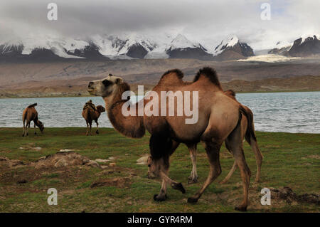 Baktrische Kamele Weiden Karakul-See in Xinjiang, China. Stockfoto