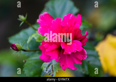 schöne Doppel Hibiskus mit weichen großen Blüten mit grünen Blättern im Hintergrund in der Regen Wald von Costa Rica Stockfoto