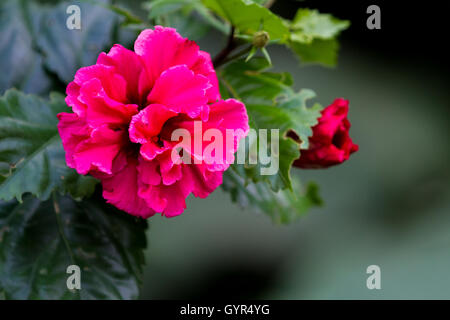 schöne Doppel Hibiskus mit weichen großen Blüten mit grünen Blättern im Hintergrund in der Regen Wald von Costa Rica Stockfoto