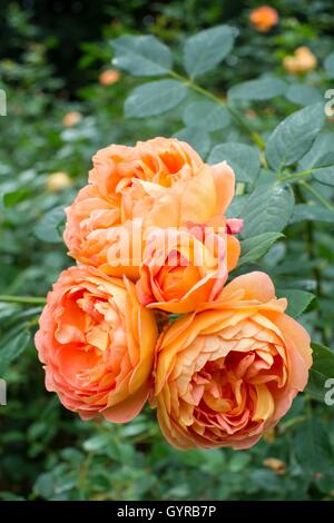 LADY OF SHALOTT, Englische Rose - von David Austin Strauch Rose gezüchtet Stockfoto