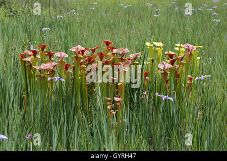 Gelbe Schlauchpflanze, auch bekannt als die bronzefarbenen Schlauchpflanze (Sarracenia Var Cuprea) South Carolina USA Stockfoto