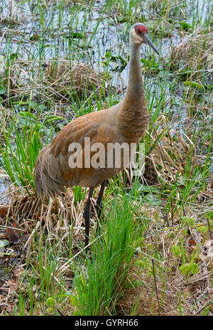 Sandhill Crane (Grus canadensis) Erwachsene Jagd nach Nahrung entlang Rand des Sumpfes, E. Nordamerika, von Skip Moody/Dembinsky Photo Assoc Stockfoto