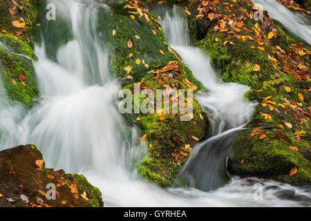 Schließen Sie die Ansicht von Bach, Moosen, Gräsern, Herbst, Great Smoky Mountain National Park Tennessee USA Dembi Stockfoto