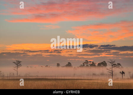 Sonnenaufgang, Sawgrass Grasland und Slash Kiefern (Pinus Elliottii), Everglades-Nationalpark, Florida USA Stockfoto